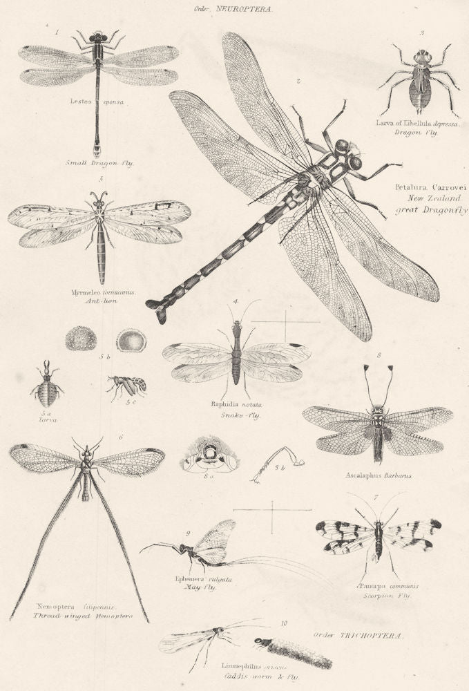 INSECTS.Entomology;Neuroptera;Dragon-fly;Gt;Snake;May-;Scropian;Caddis warm 1860